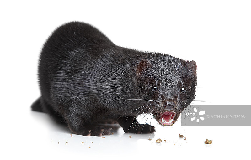 吃干粮的黑色水貂图片素材