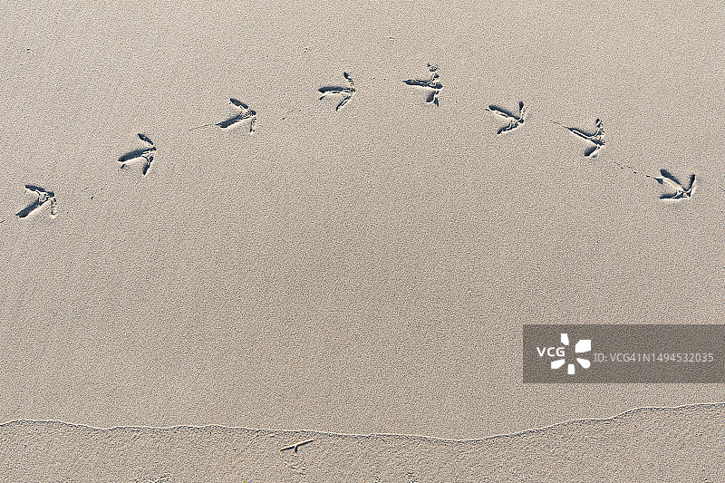 海鸟在沙滩上的足迹图片素材