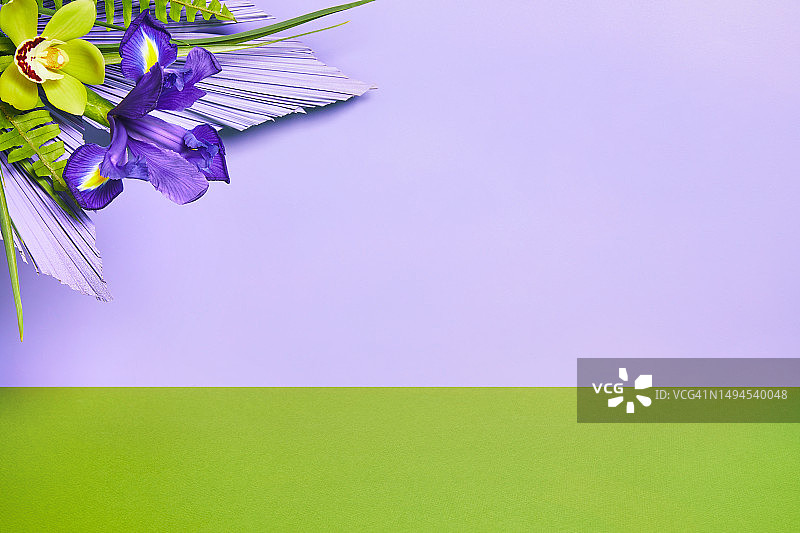 极简主义舞台，兰花和鸢尾花排列，绿色和薰衣草紫色背景图片素材
