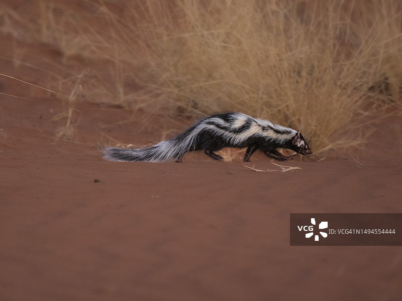 纳米布沙漠中的条纹臭鼬图片素材