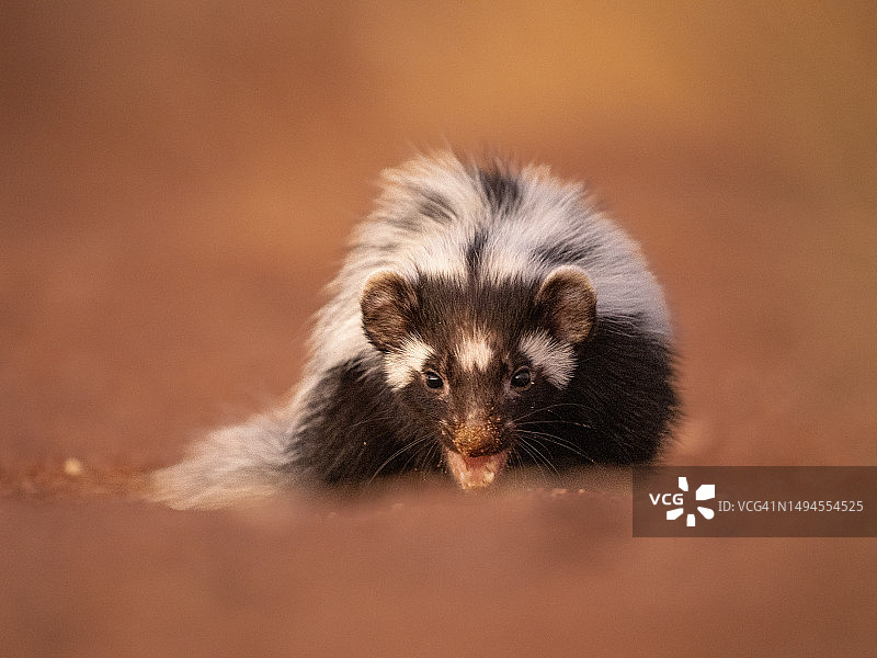 纳米布沙漠中的条纹臭鼬图片素材