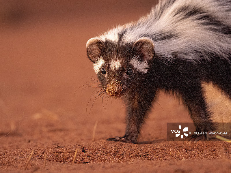 纳米布沙漠中的条纹臭鼬图片素材