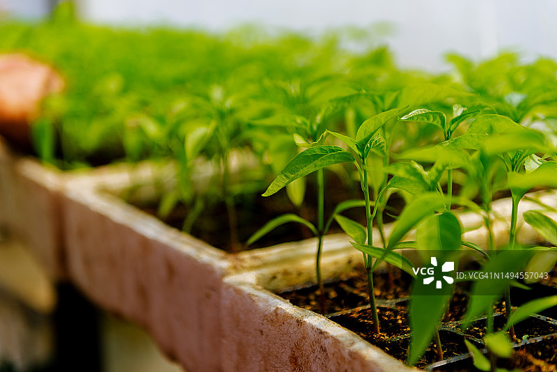 在苗床里生长的植物图片素材