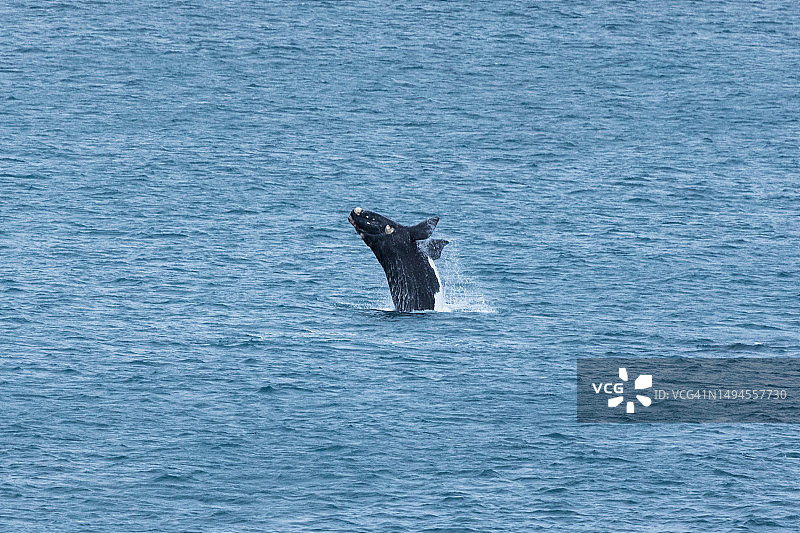 南澳大利亚维克多港的南方露脊鲸幼鲸跃出水面图片素材
