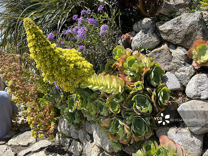 特写镜头下的黄花树状莲座草图片素材