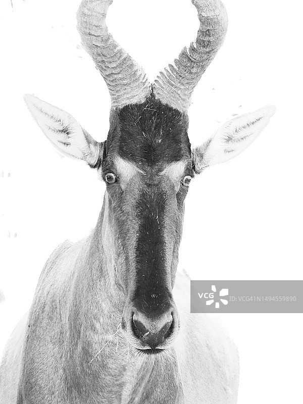 黑白红狷羚图片素材