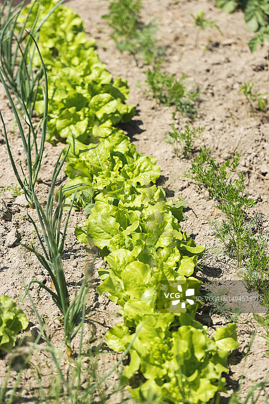 菜园中生长的生菜、洋葱和胡萝卜图片素材
