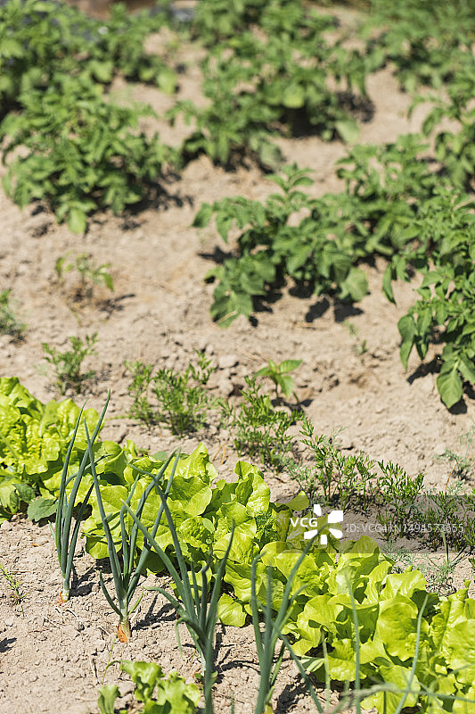 蔬菜园里的生菜、洋葱、胡萝卜和土豆图片素材