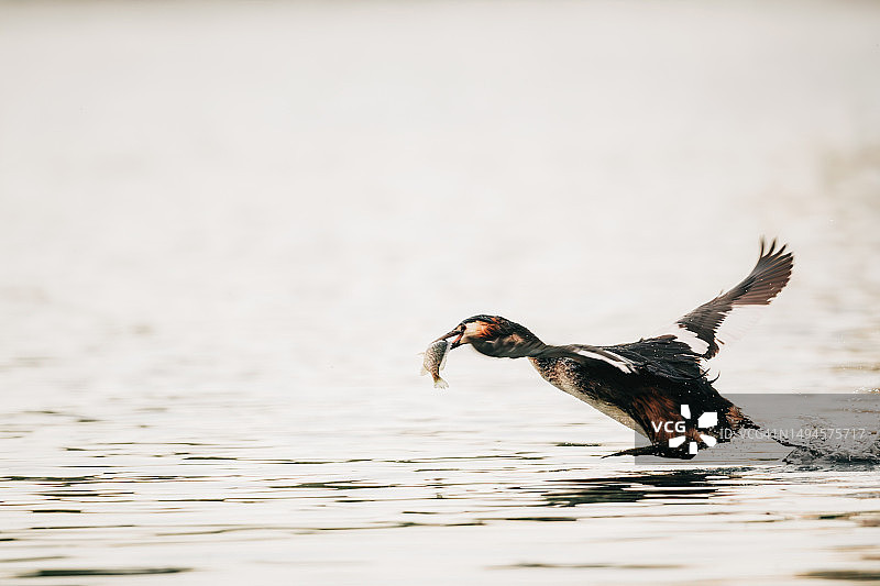 日落时分，凤头鸊鷉衔鱼掠过湖面的静谧景象图片素材