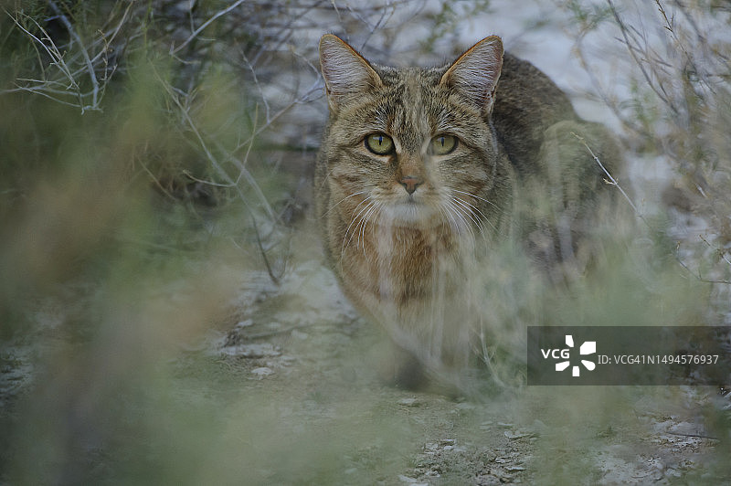 非洲野猫（Felis lybica）卡拉哈里沙漠图片素材