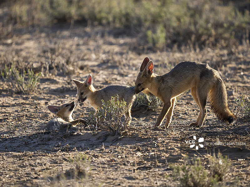 卡拉哈里沙漠好望角狐图片素材