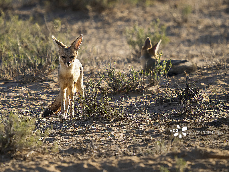 卡拉哈里沙漠好望角狐图片素材