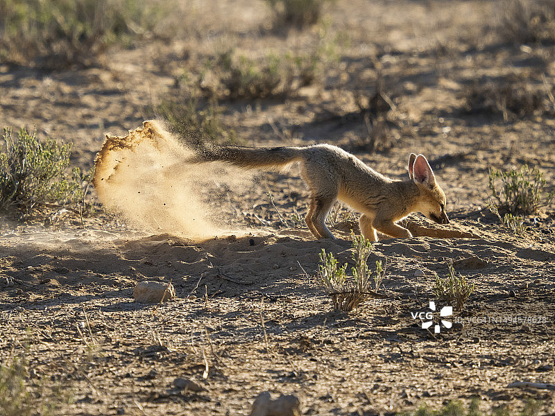 卡拉哈里沙漠好望角狐图片素材