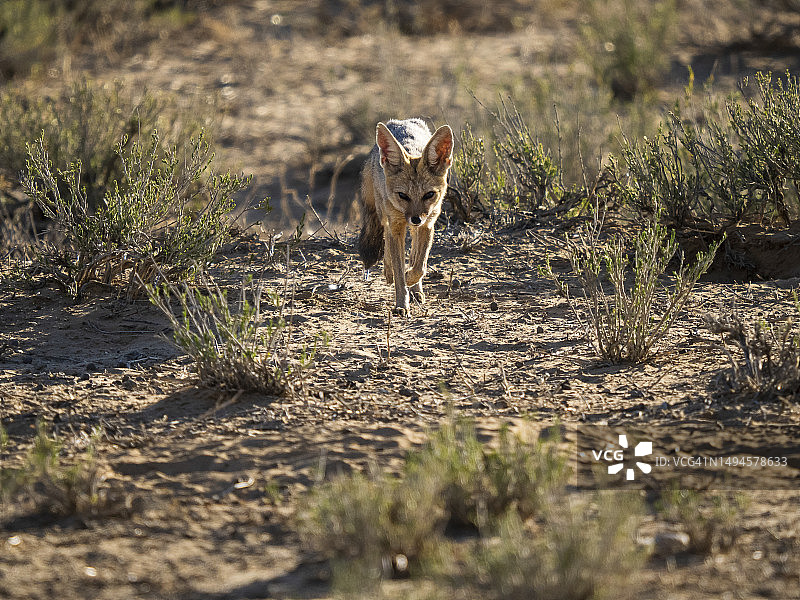 卡拉哈里沙漠好望角狐图片素材