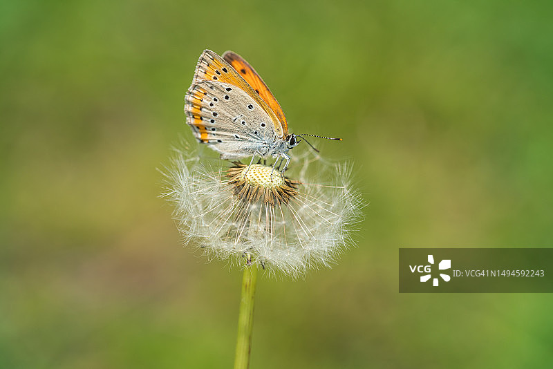 蝴蝶为花朵授粉的特写图片素材