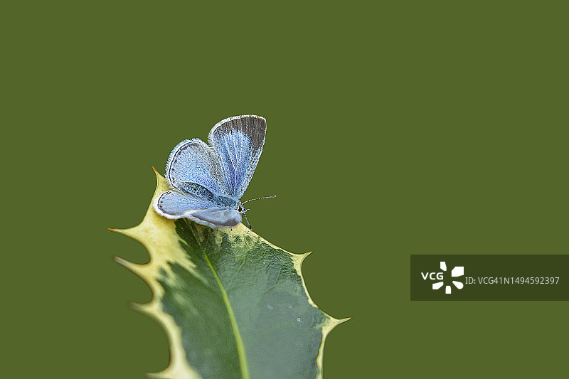 蝴蝶在树叶上的特写图片素材