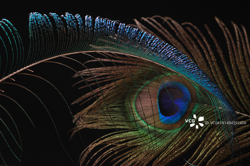 黑色背景下的孔雀羽毛特写图片素材