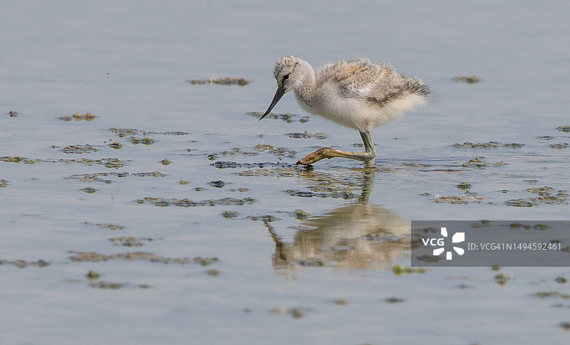 沙滩鹬栖息在湖中的侧视图图片素材