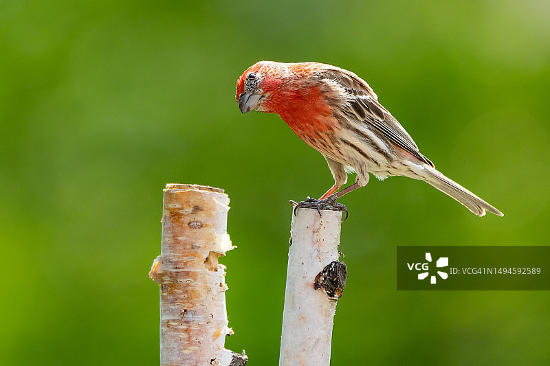 雀鸟栖息在树枝上的特写图片素材