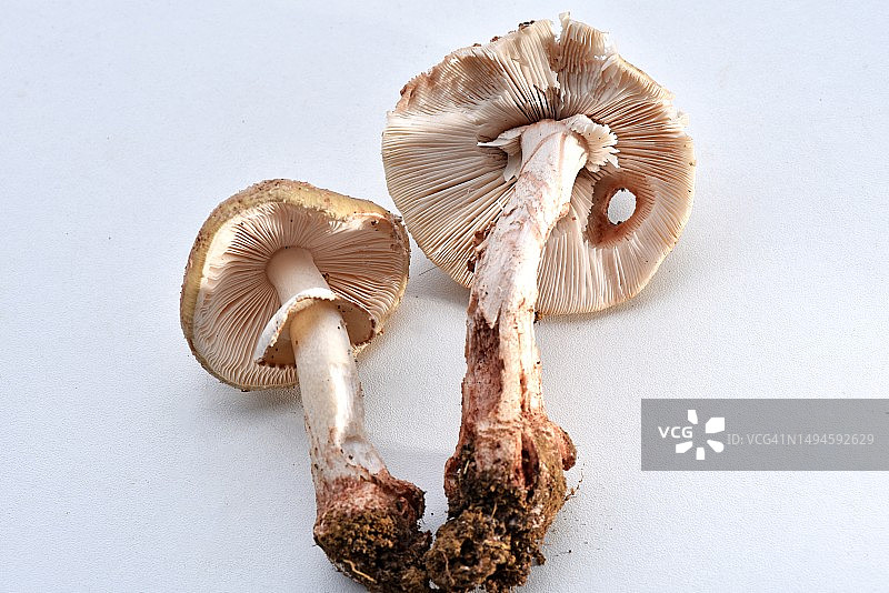 白色背景上的蘑菇特写，法国图片素材