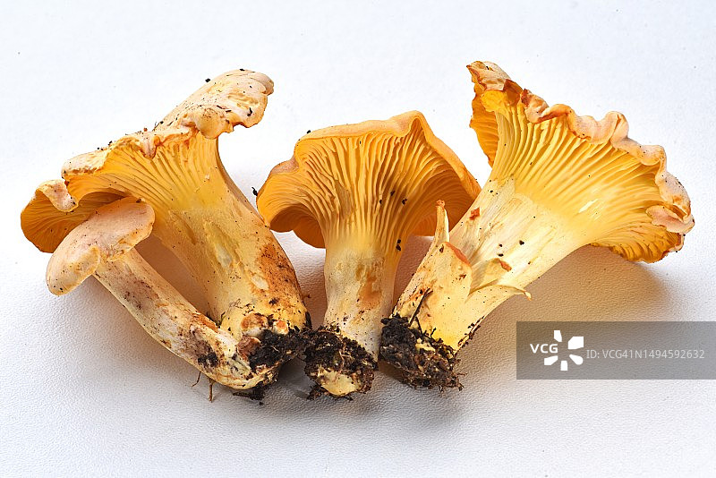 白色背景上的蘑菇特写，法国图片素材