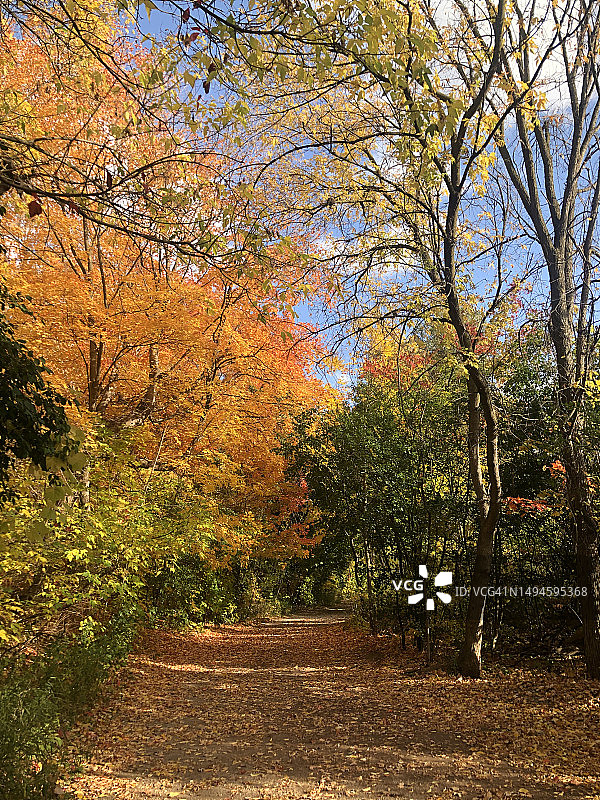 秋季加拿大密西沙加的树木图片素材