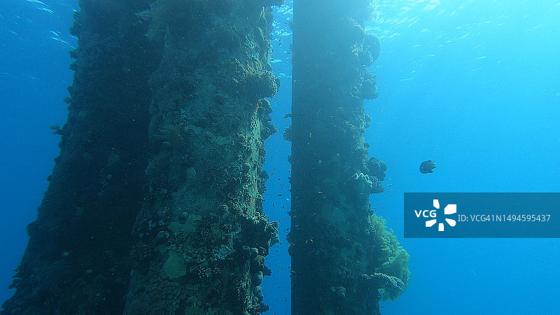 女人在海中水肺潜水图片素材