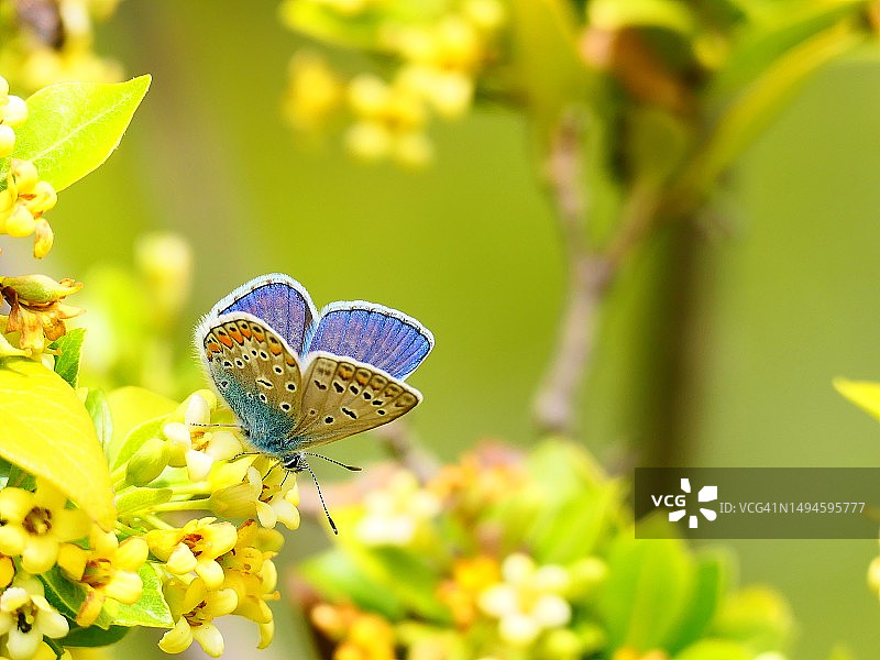 希腊花朵上采蜜的蝴蝶特写图片素材
