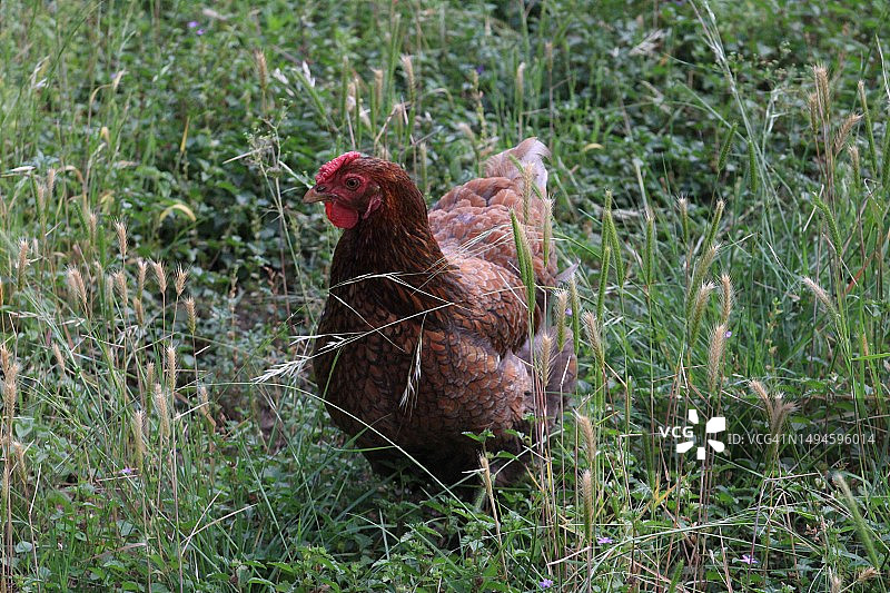美国德克萨斯州田野里的公鸡特写图片素材