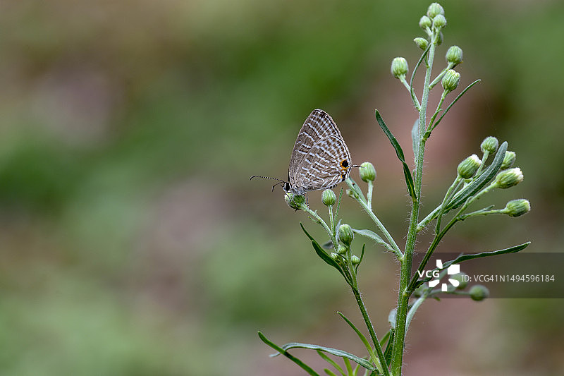 植物上蝴蝶的特写，印度卡纳塔克邦图片素材
