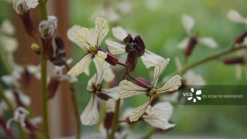 爱尔兰基尔代尔郡的白色开花植物特写图片素材