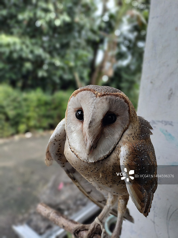 谷仓猫头鹰户外栖息特写肖像图片素材