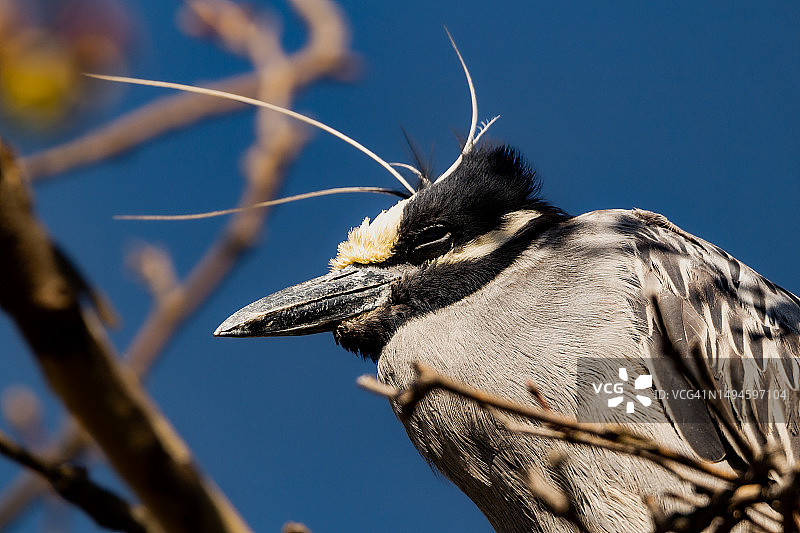 美国黄冠夜鹭栖息在树枝上的仰视视角图片素材