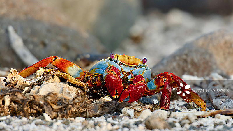 海滩岩石上的螃蟹特写图片素材