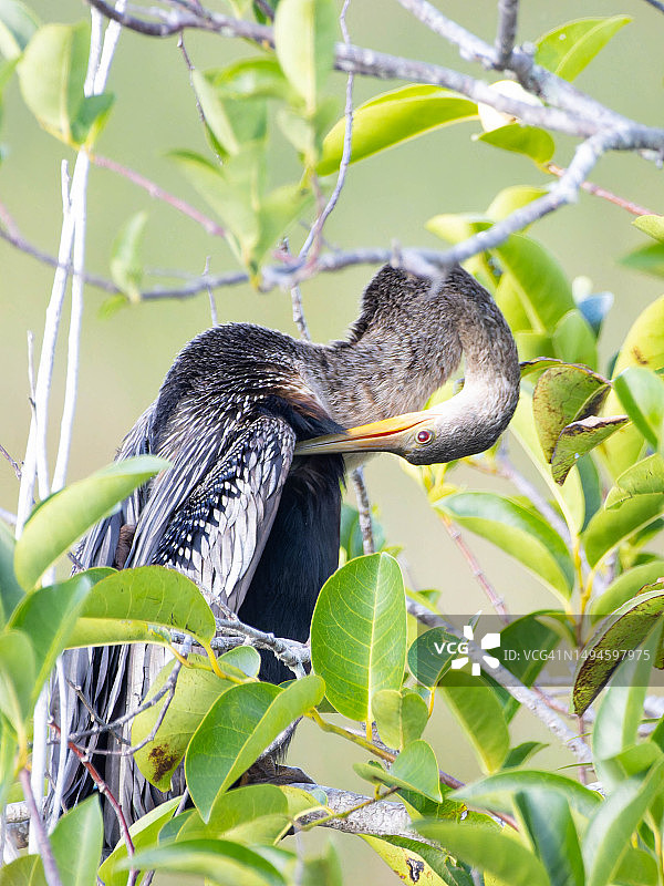 在树枝上栖息的蛇鹈特写图片素材
