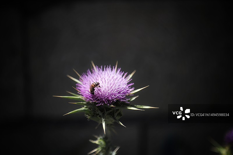 伊拉克费卢杰蓟花特写图片素材