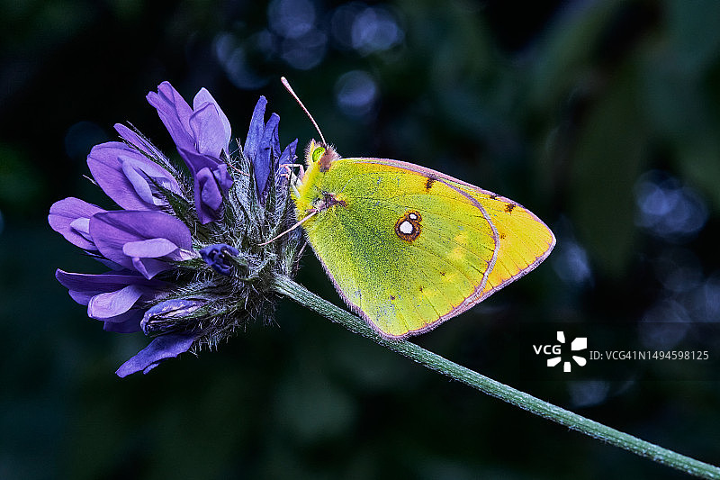 植物上的蝴蝶特写，土耳其梅尔辛图片素材