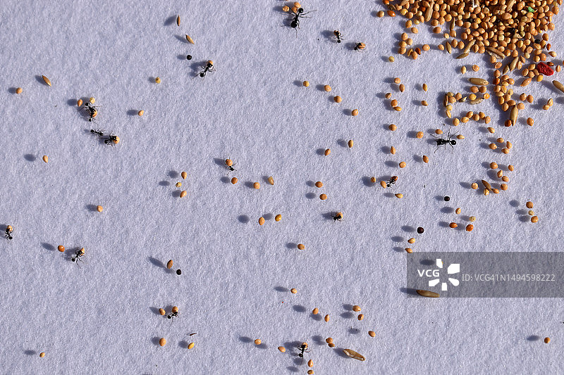 白色背景下人群的俯视图，葡萄牙图片素材