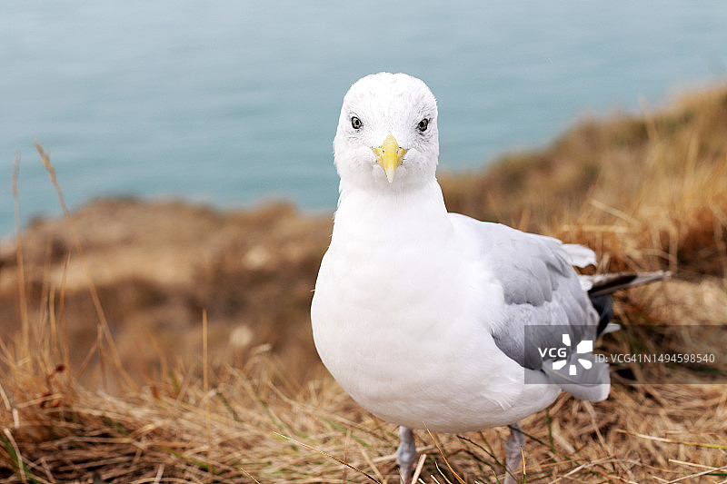 栖息在法国陆地上的鲱鸥特写图片素材