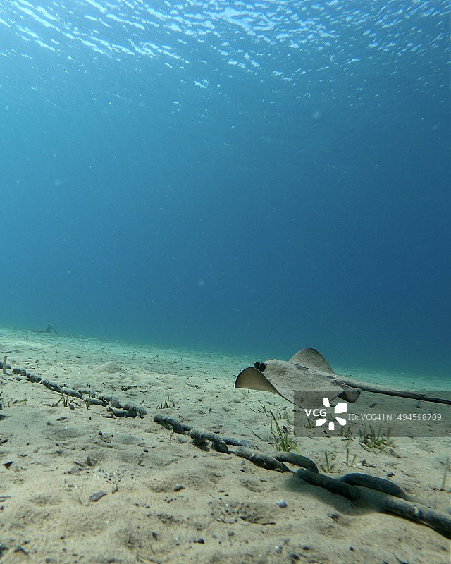 土耳其埃迪尔内海中游动的鱼图片素材