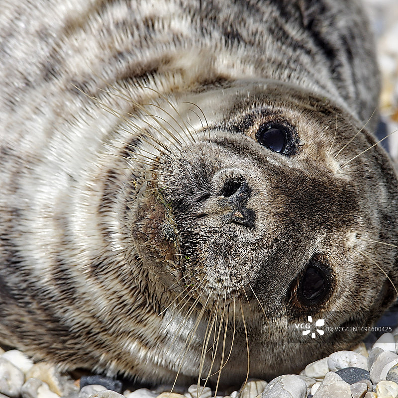 狗的特写肖像图片素材
