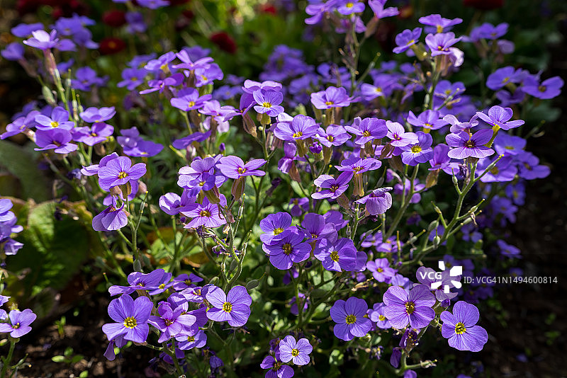 紫色花卉特写，英国东格林斯特德图片素材