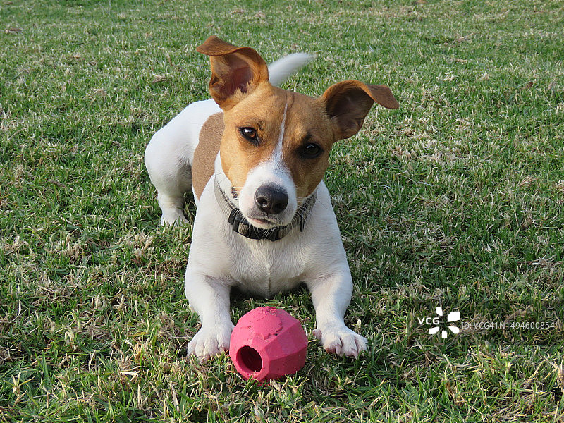 狗狗在南非豪登省森特urion的草地上玩球（高角度拍摄）图片素材