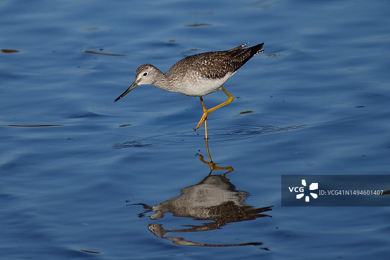 黄腿鹬栖息在湖面上，纳帕县，加利福尼亚州，美国图片素材