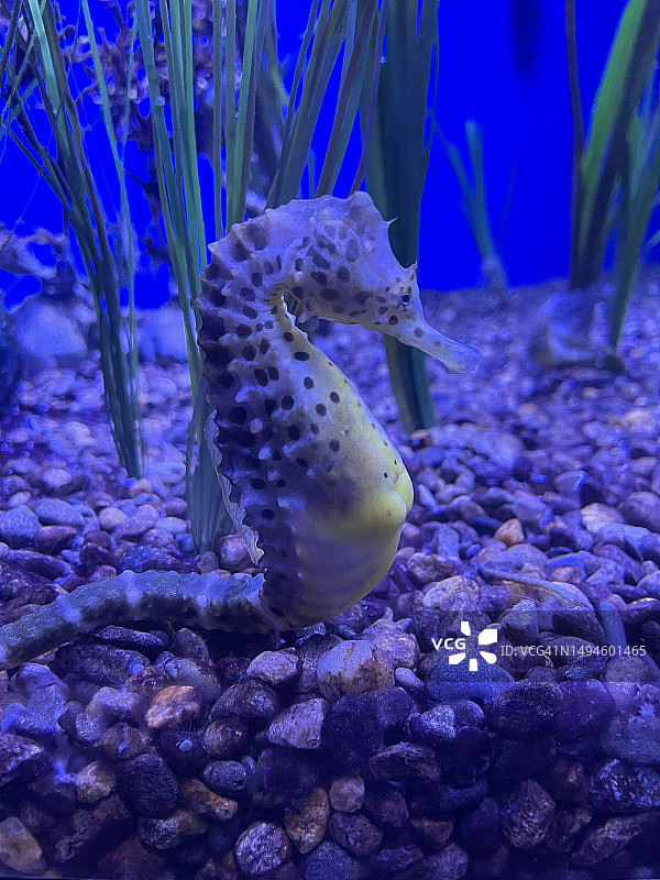 海马在海中游泳的特写图片素材