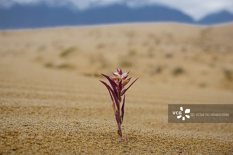 沙漠中孤独的小花，俄罗斯图片素材
