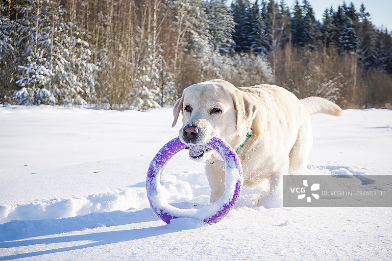 冬季在雪地里玩耍的白色狗，布良斯克，俄罗斯布良斯克州图片素材