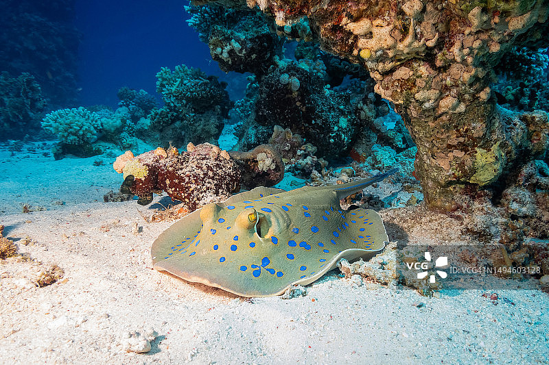 埃及海域中游泳的魟鱼特写图片素材