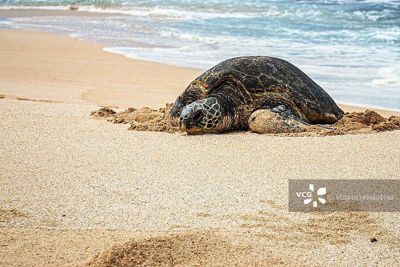 美国夏威夷海滩沙滩上的海龟特写图片素材