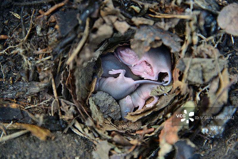 新生小老鼠在田野巢穴中图片素材